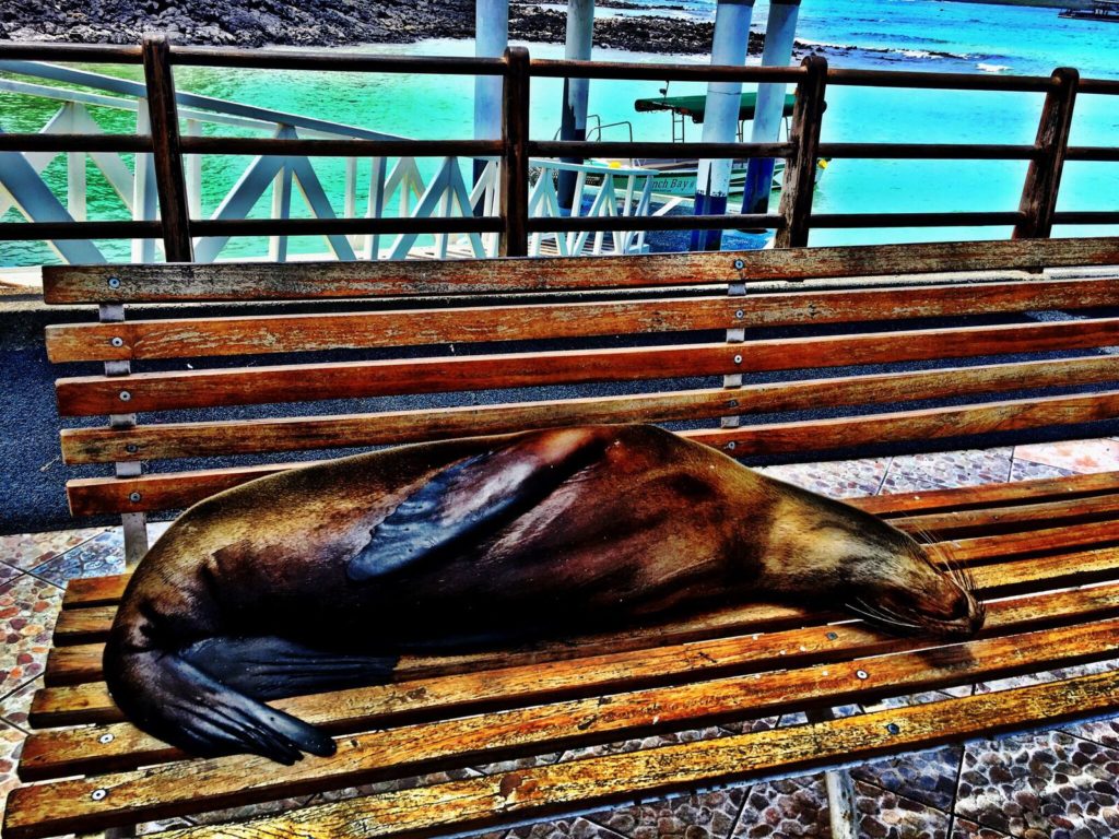 Best Things to Do in Puerto Ayora in the Galapagos Islands, Girl Who Travels the World 