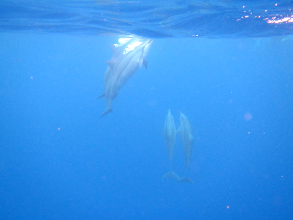 Snorkeling with Wild Dolphins Hawaii
