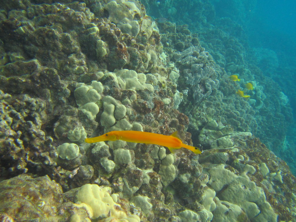 Snorkeling with Wild Dolphins in Hawaii, Trumpet Fish