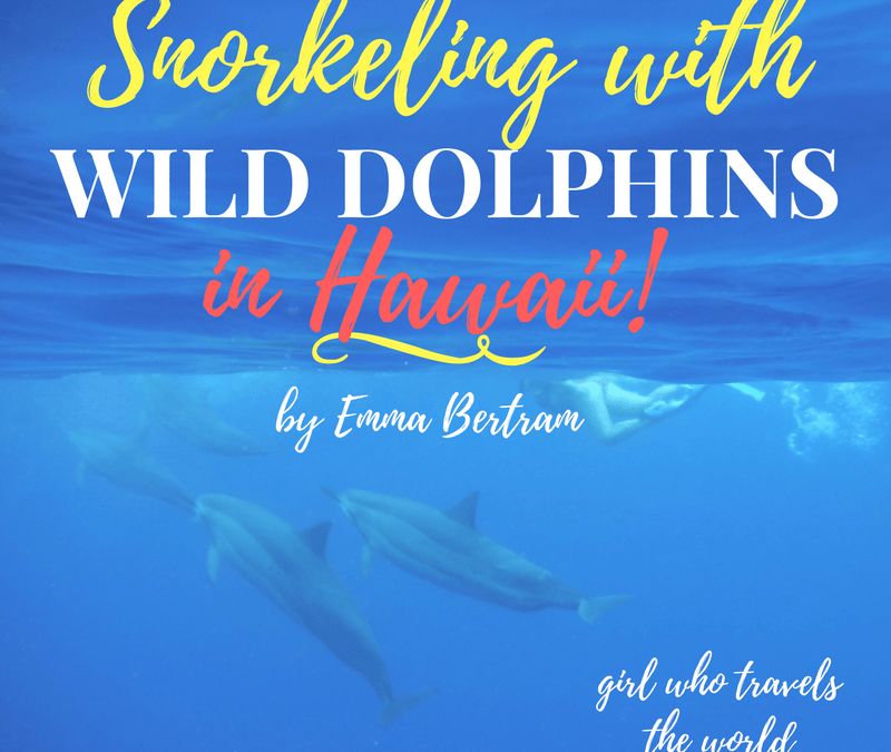 Snorkeling with Wild Dolphins in Hawaii!