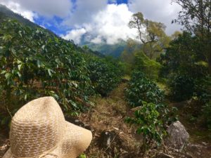 Volunteering Coffee Country, Costa Rica