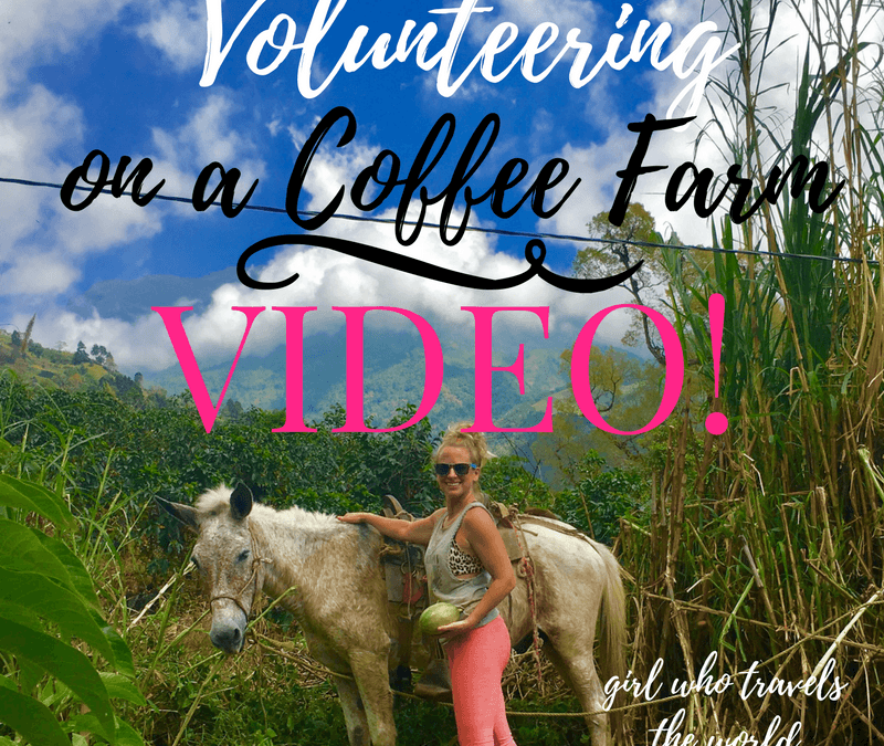 Volunteering on a Coffee Farm