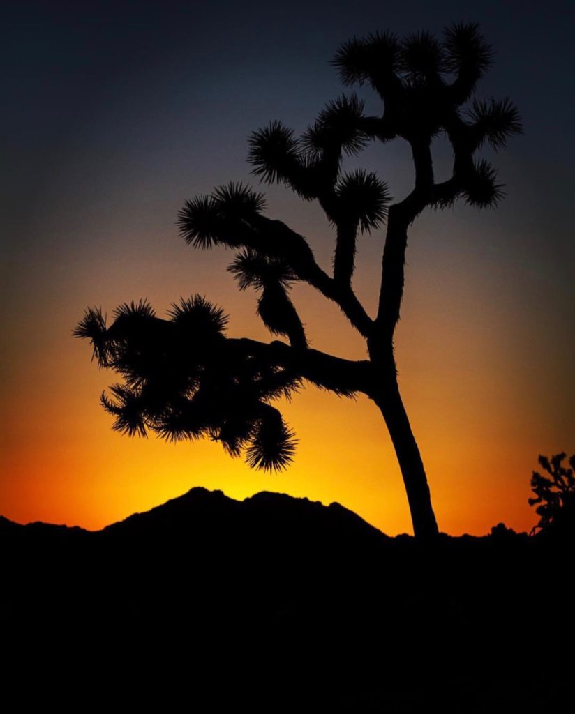 20 Photos to Inspire Your Joshua Tree Trip, Girl Who Travels the World, What Cameras Do Your Fave Instagram Stars Use?
