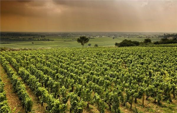 A Wine-Lover's Guide to Bordeaux Travel, Girl Who Travels the World 