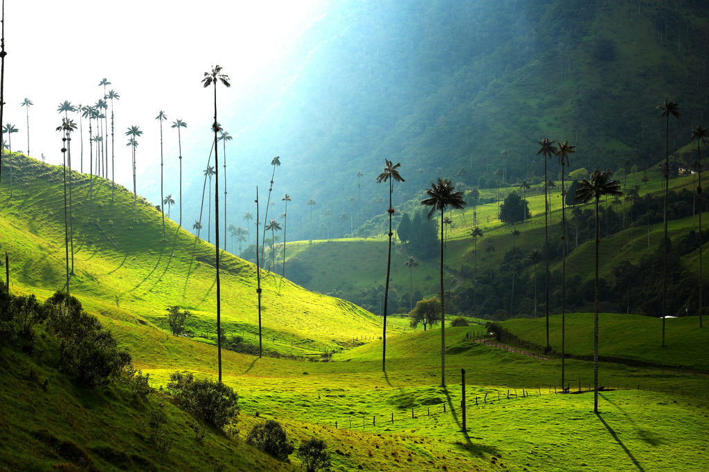 Hiking in Colombia's Cocora Valley by Salento, Girl Who Travels the World