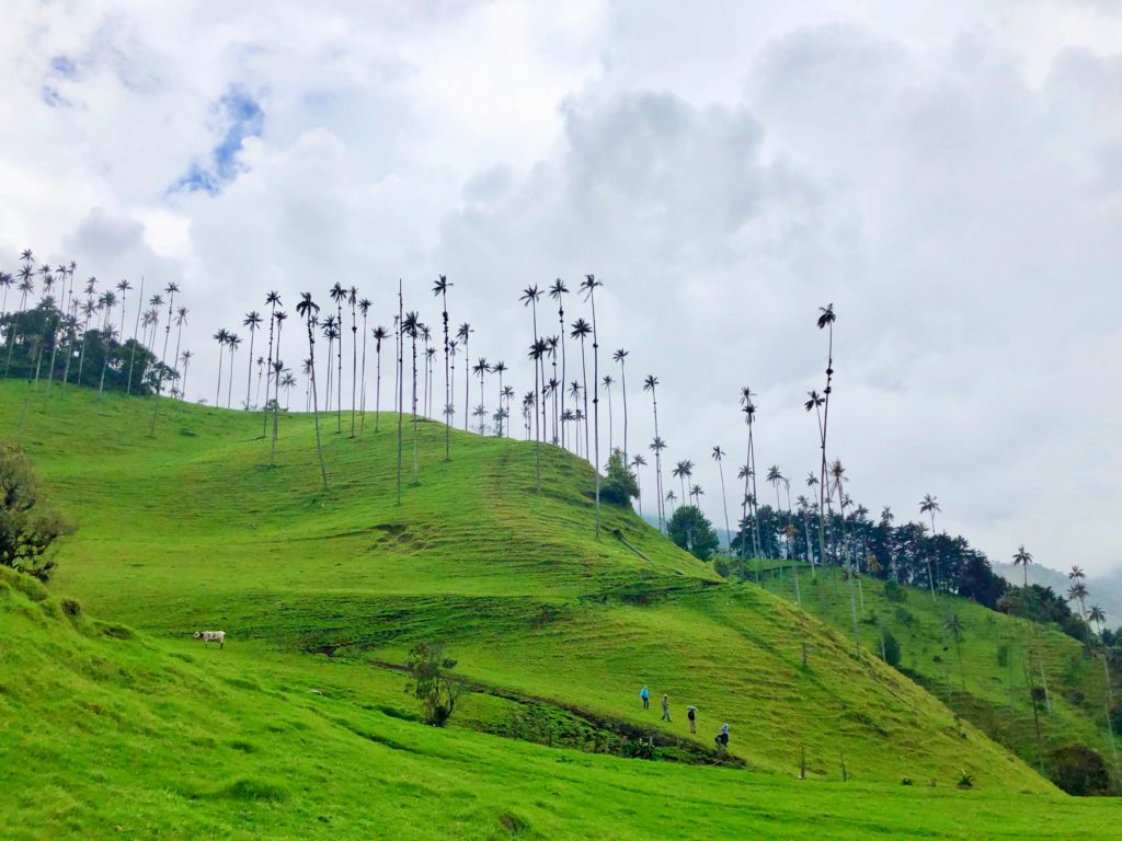 Hiking in Colombia's Cocora Valley by Salento, Girl Who Travels the World