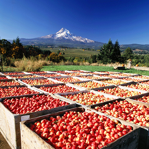 The Perfect 48 Hours in Hood River, Girl Who Travels the World, Hood River Fruit Loop