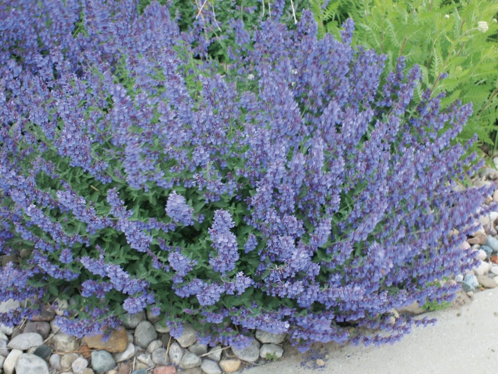 How to Grow Walker's Low Catmint, Girl Who Gardens