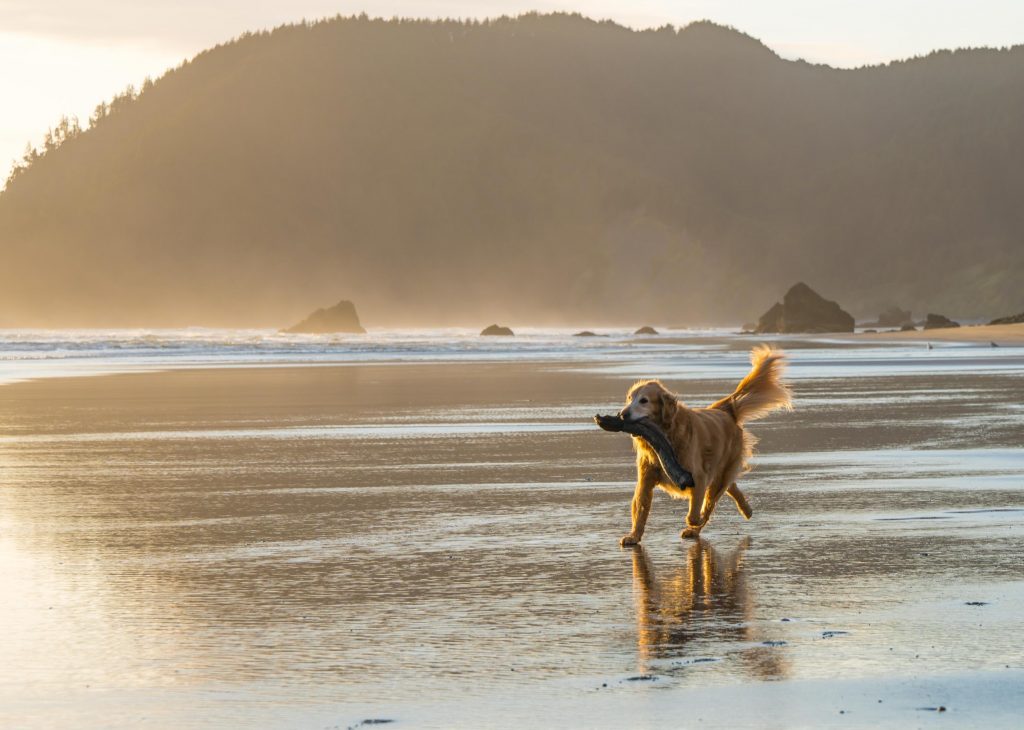 Best Dog-Friendly Destinations on the West Coast, Girl Who Travels the World